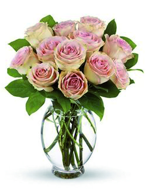 12 rose rosa