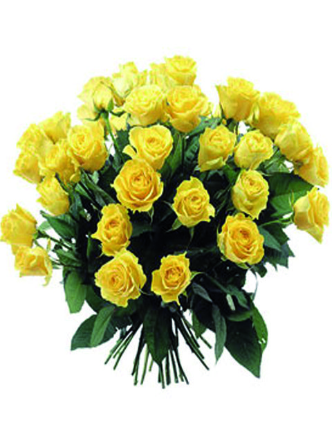 36 rose gialle