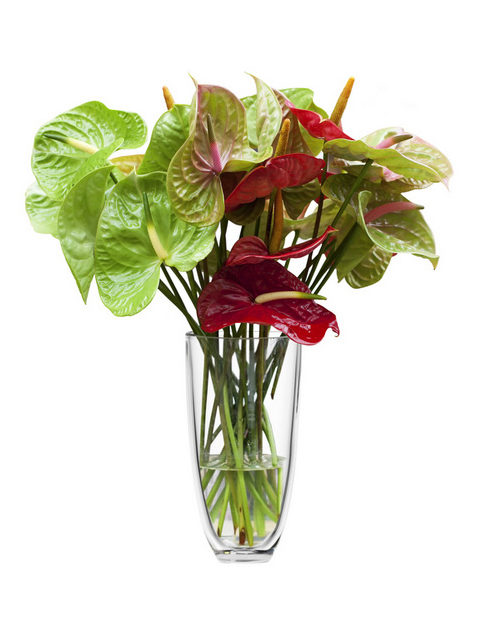 anthurium