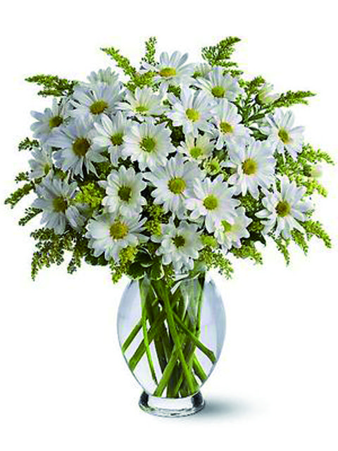 bouquet di margherite bianche