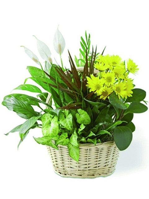 cesto di piante miste
