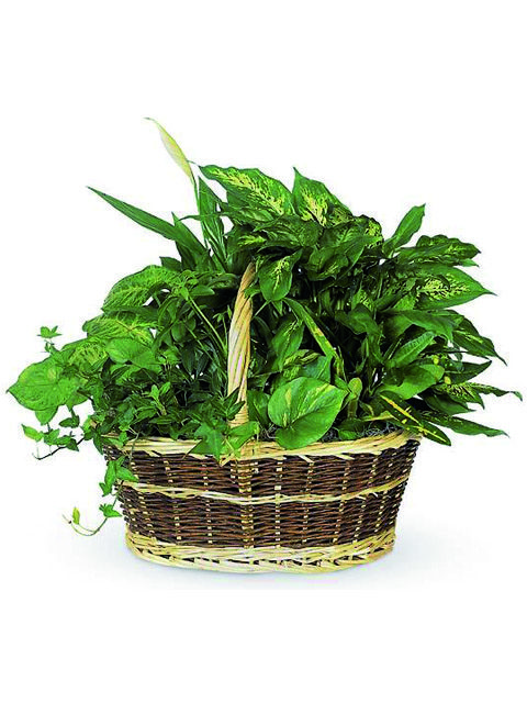 cesto di piante miste