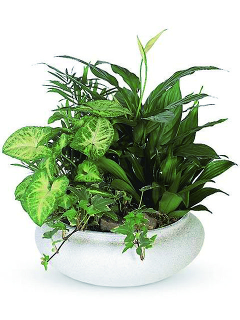 ciotola con piante miste