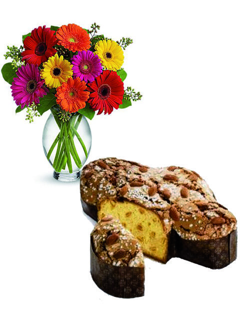 colomba e mazzo di gerbere colorate