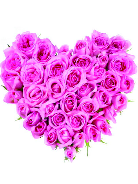 cuore di boccioli di rose rosa