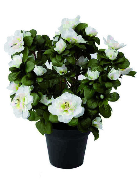 pianta di azalea bianca