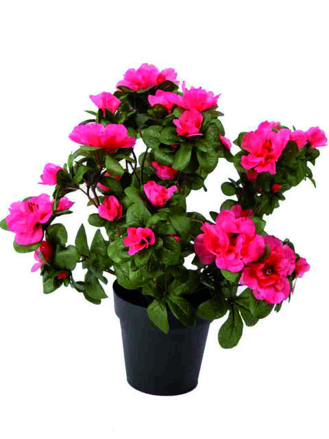 pianta di azalea rossa