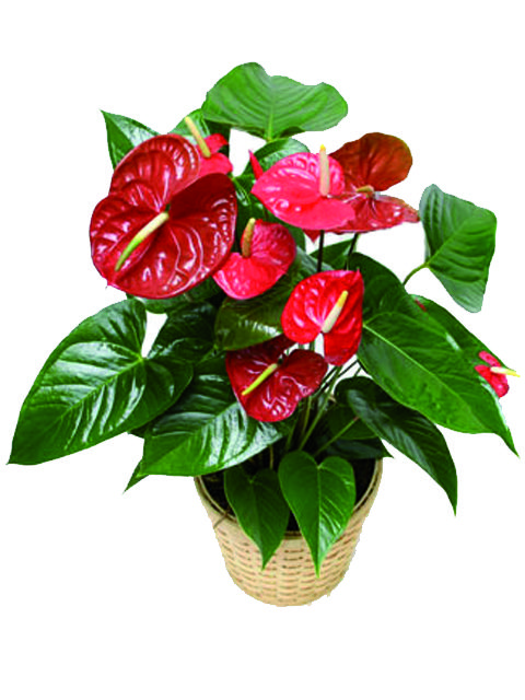 pianta di anthurium
