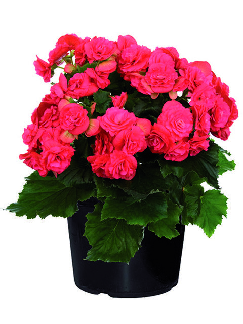 pianta di begonia rossa