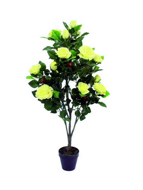 pianta di rose gialle