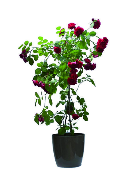 pianta di rose rosse