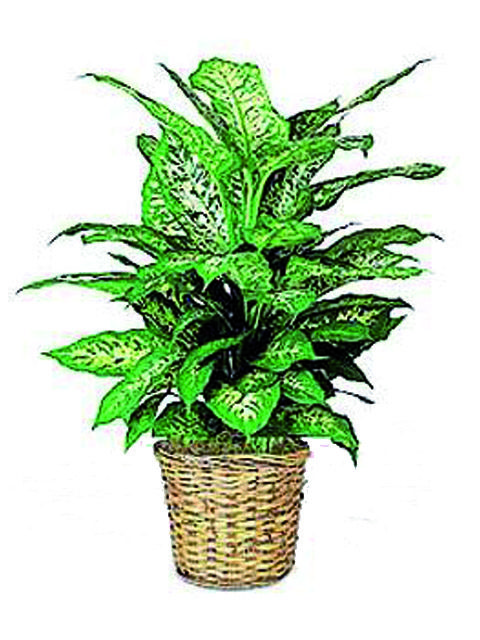pianta dieffenbachia