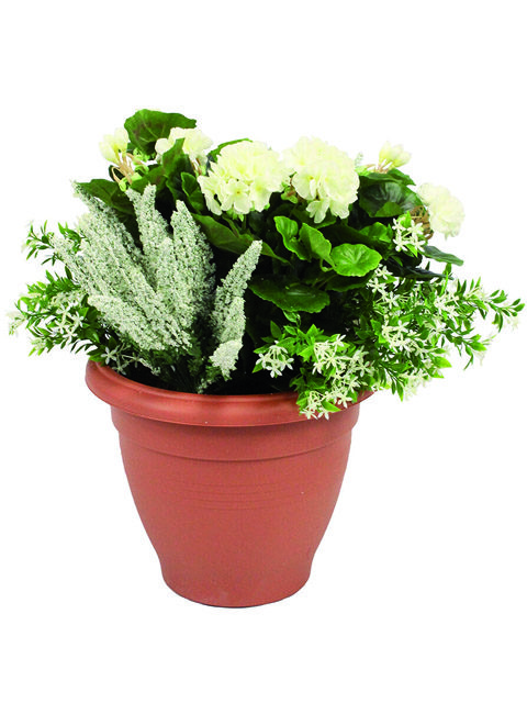 vaso di geranio bianco