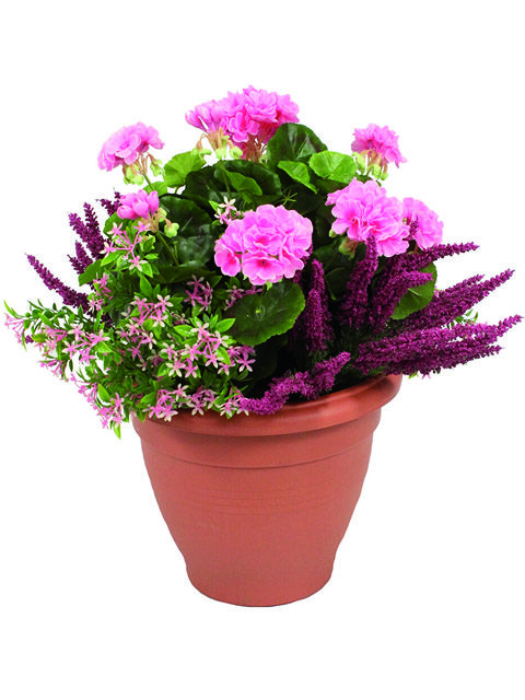 vaso di geranio rosa