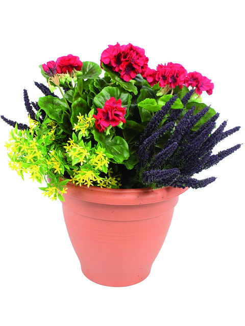 vaso di geranio rosso