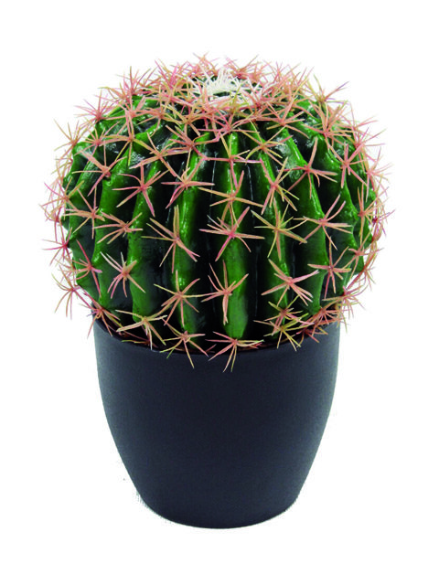 pianta grassa bagbcactus