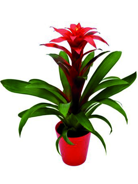 pianta guzmania