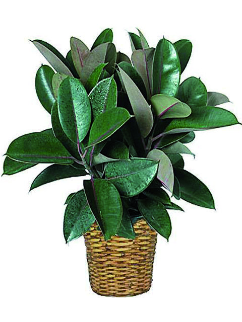 rubberplant