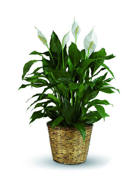 spathiphyllum