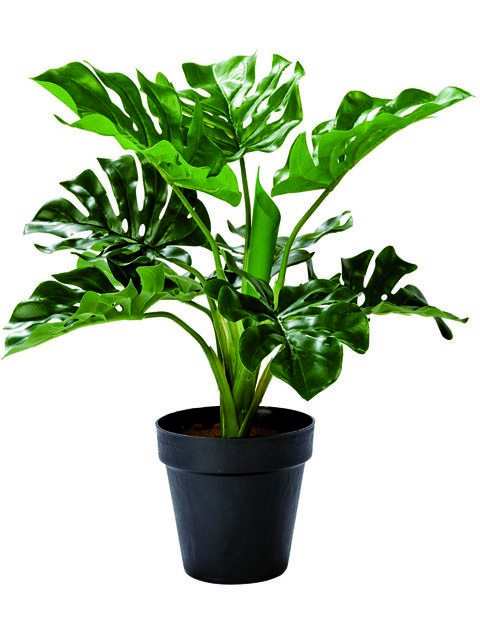 una pianta tropicale