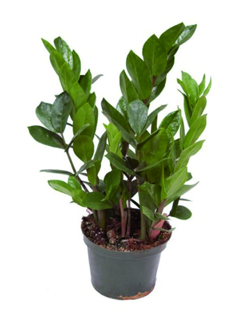 zamioculas