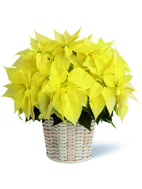 stella di natale gialla