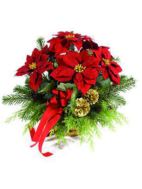 stella di natale rossa