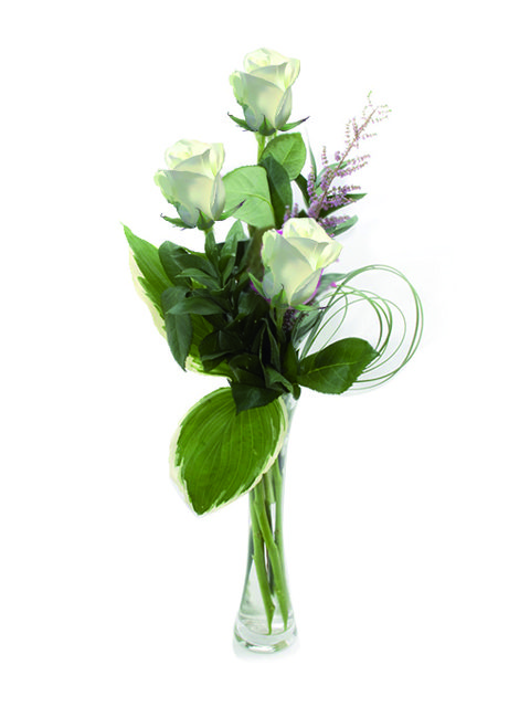 tre rose bianche