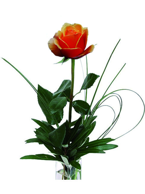 una rosa arancio