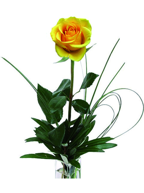 una rosa gialla
