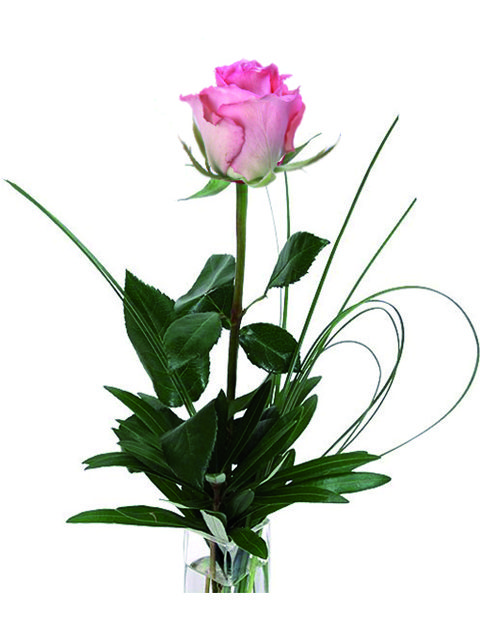 una rosa