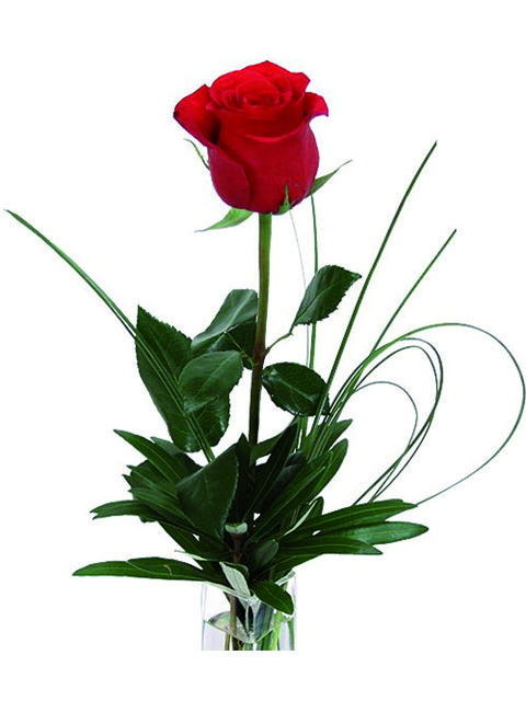 una rosa rossa
