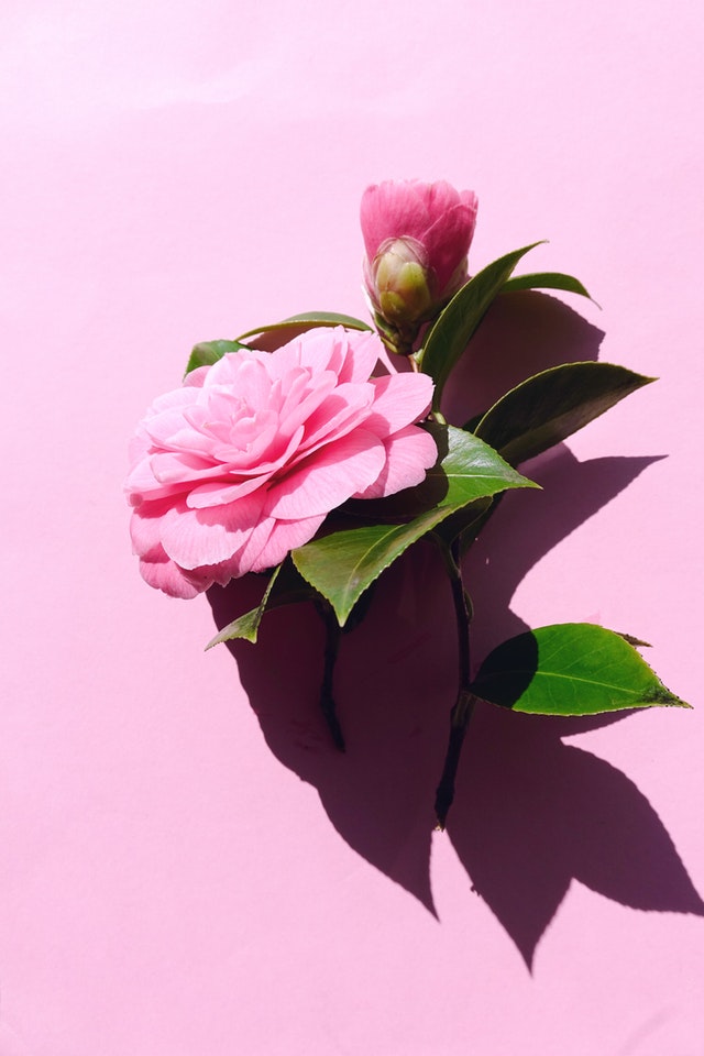 camelia camelia