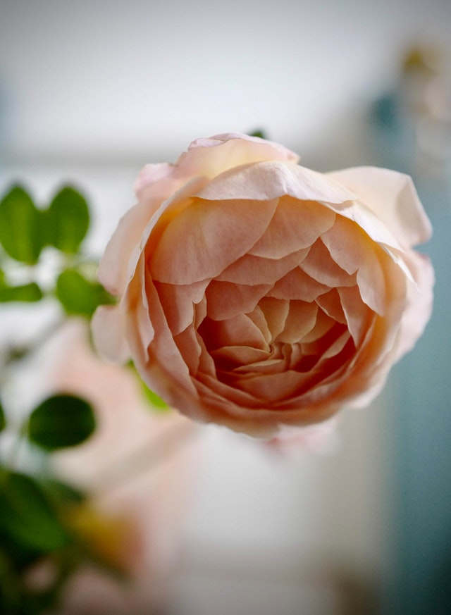 rosa inglese rosa inglese