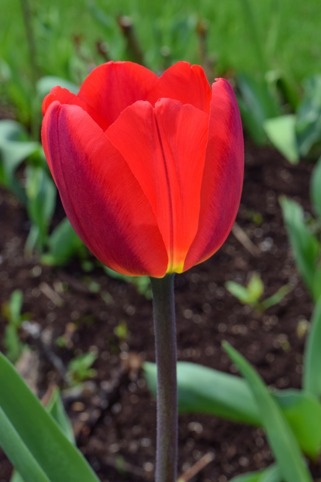tulipano
