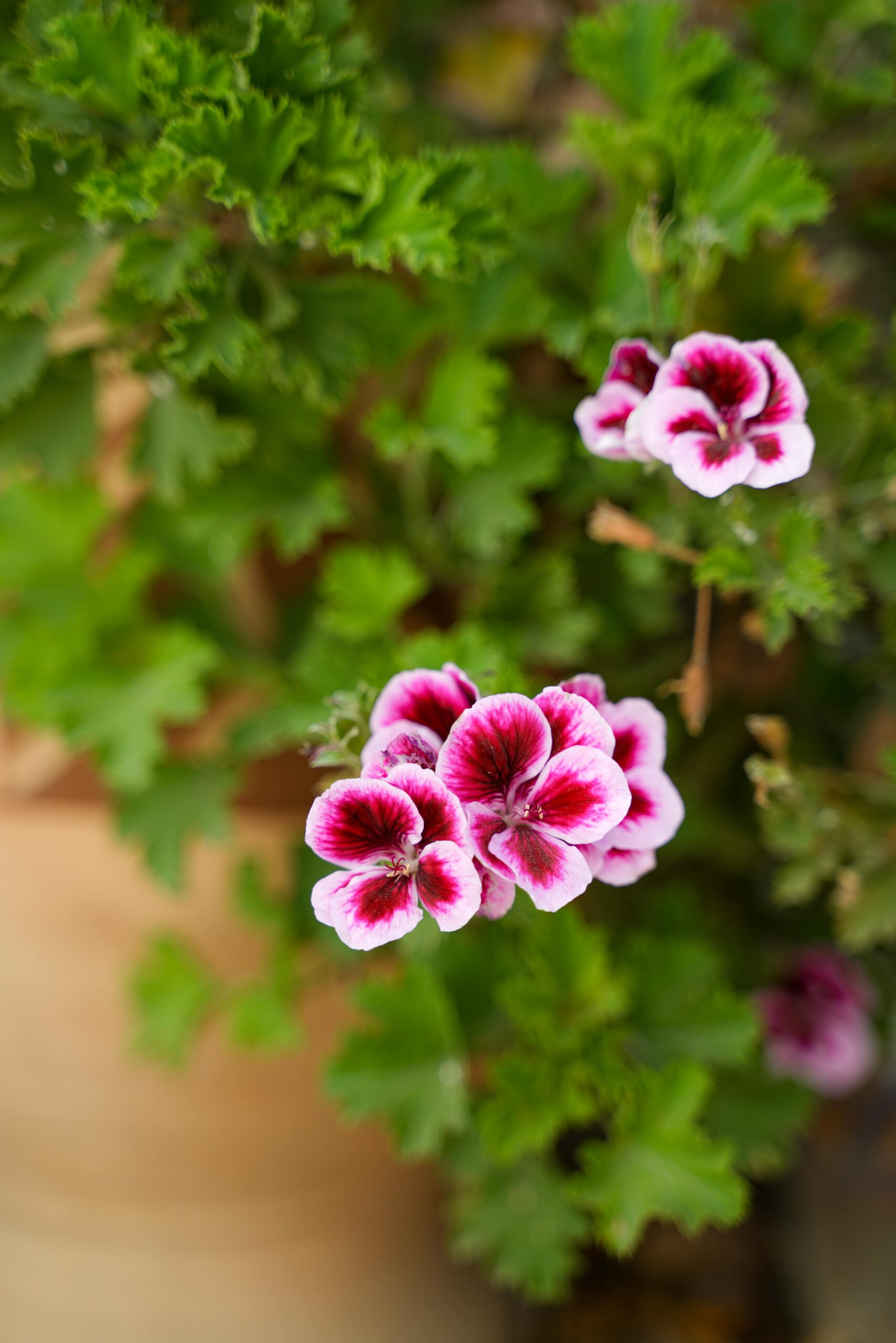 geranio rosellina geranio rosellina