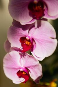 significato dell'orchidea