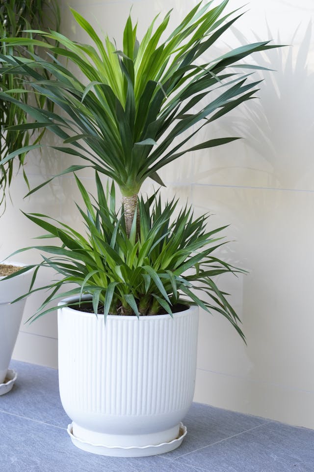 piante verdi e fiorite