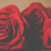 rose rosse per esprimere passione
