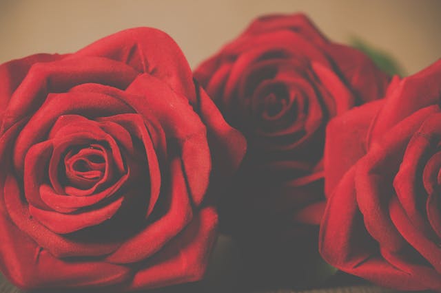 rose rosse per esprimere passione