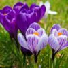 bouquet di fiori a domicilio un regalo che emoziona