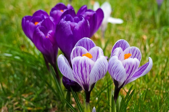 bouquet di fiori a domicilio un regalo che emoziona