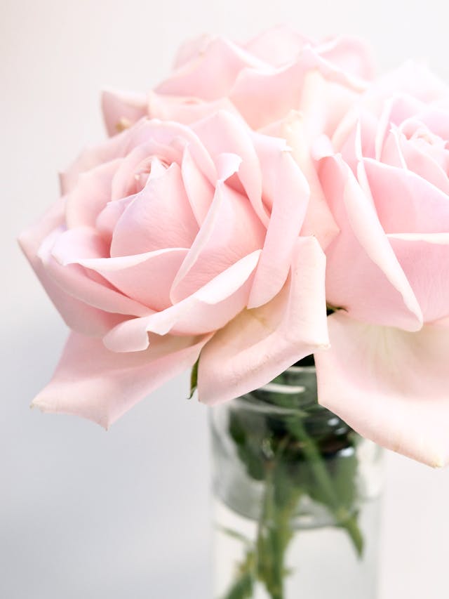 gipsofila per bouquet