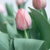 un bouquet di fiori per momenti speciali