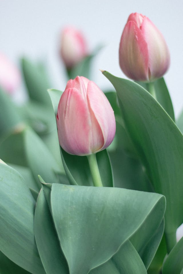 un bouquet di fiori per momenti speciali