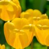 fiori di maggio