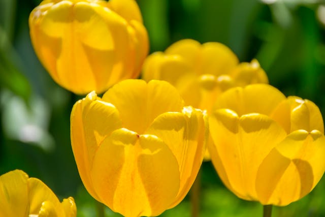 fiori di maggio