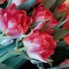 fiori estivi guida alla scelta