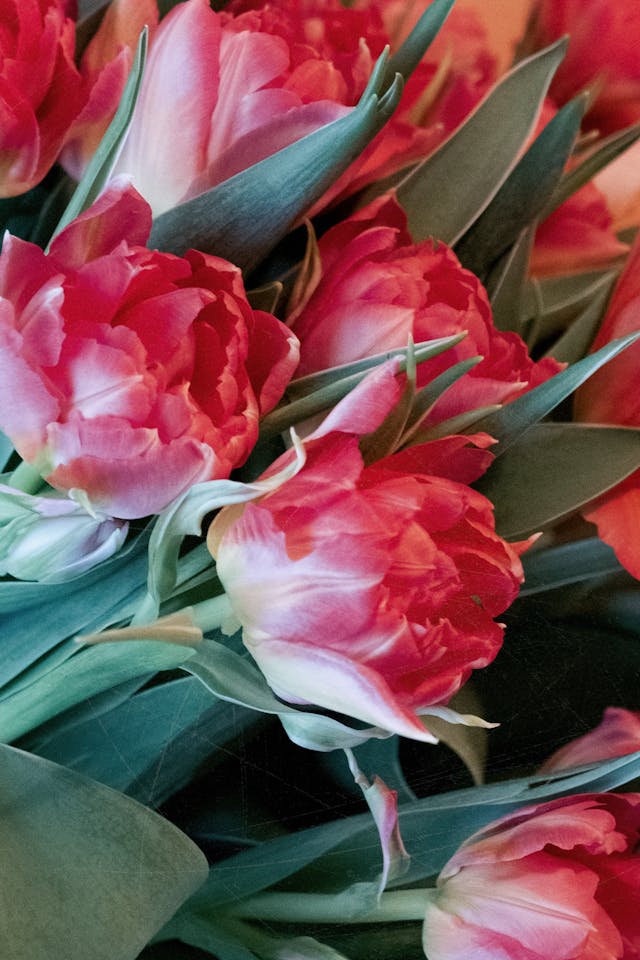 fiori estivi guida alla scelta