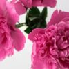 peonia simbolo di ricchezza e prosperità